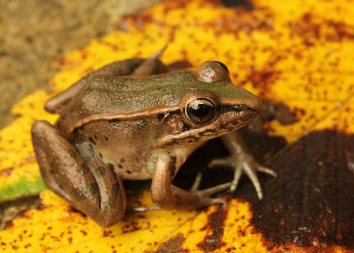 Southern Leopard Frog